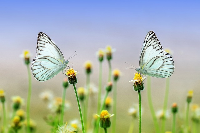 Meditação para Iniciantes, como Começar e se Organizar